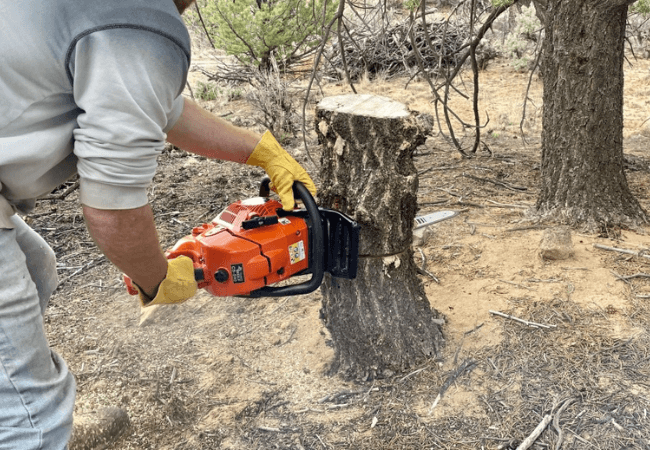 Top 08 Best Cordless Chainsaw Consumer Reports of 2024- Detailed Guide!!!